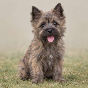 Cairne-Terrier