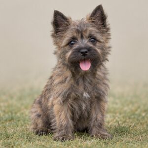 Cairne-Terrier