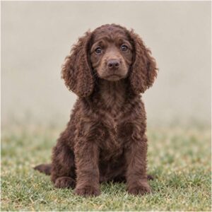American-Water-Spaniel