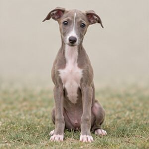 Italian-Greyhound