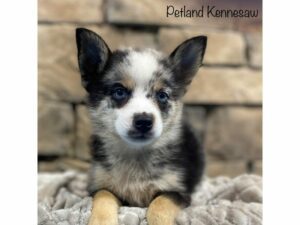 Pomsky-Dog-Male-Merle-28394-Petland Kennesaw, Georgia