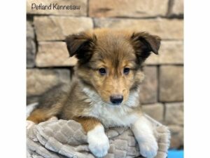 Shetland Sheepdog-Dog-Male-Sable / White-28419-Petland Kennesaw, Georgia