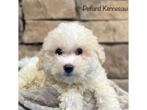 Bichon Frise-Dog-Male-White-28435-Petland Kennesaw, Georgia