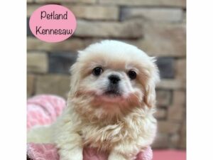 Pekingese-Dog-Female-White-28447-Petland Kennesaw, Georgia