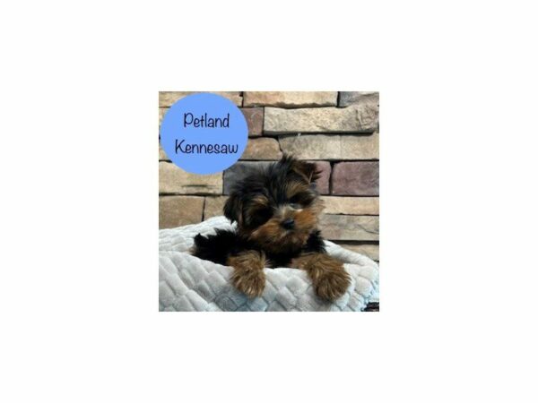 Yorkshire Terrier-Dog-Male-Black / Tan-28444-Petland Kennesaw, Georgia