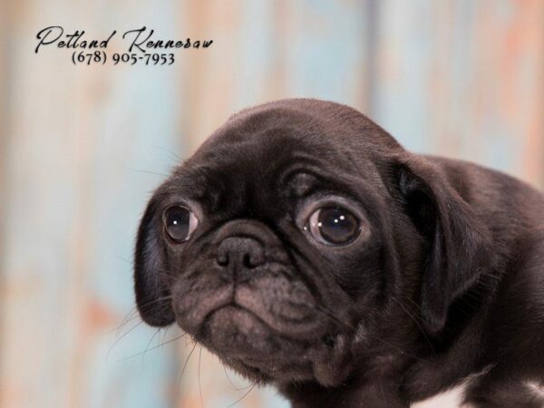 Pug DOG Female Black 21315 Petland Kennesaw, Georgia