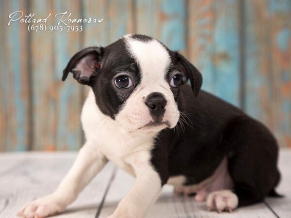 Boston Terrier DOG Male Black / White 21312 Petland Kennesaw, Georgia