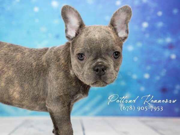 French Bulldog DOG Male Blue White Markings 21749 Petland Kennesaw, Georgia