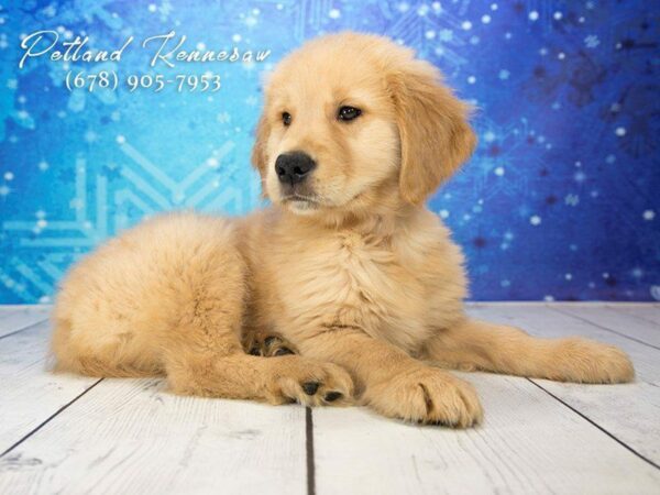 Golden Retriever DOG Male Golden 21735 Petland Kennesaw, Georgia