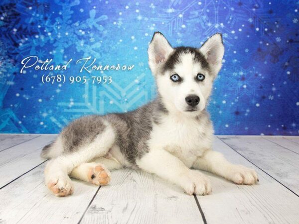 Siberian Husky DOG Male Black / White 21733 Petland Kennesaw, Georgia