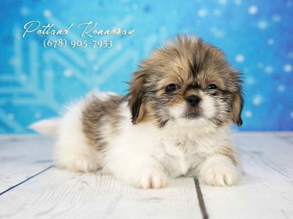 Shih Tzu-DOG-Female-Sable / White-21732-Petland Kennesaw, Georgia