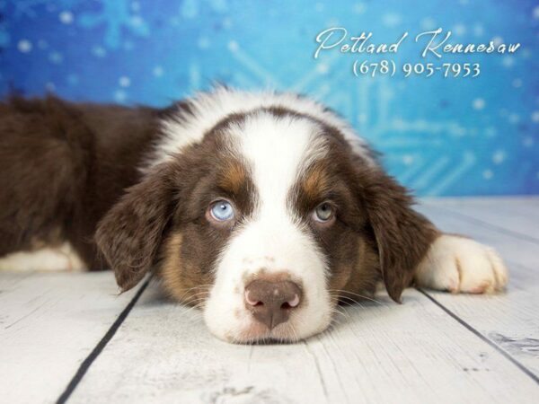 Australian Shepherd DOG Female Red 21726 Petland Kennesaw, Georgia