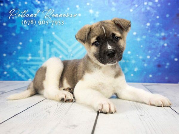 Akita DOG Male Black / White 21724 Petland Kennesaw, Georgia