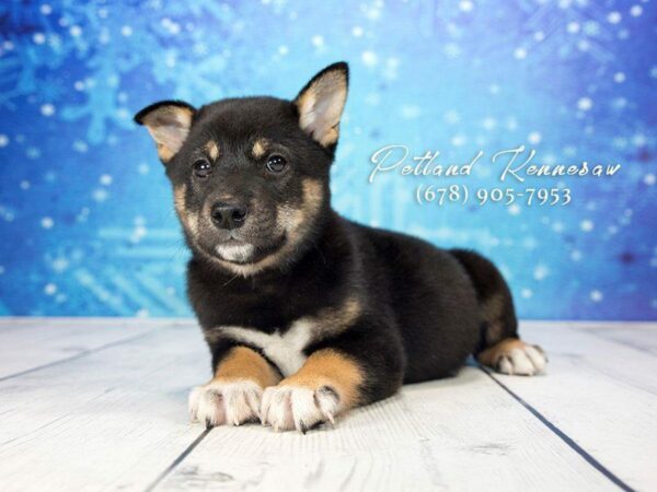 Shiba Inu DOG Male Black / Tan 21720 Petland Kennesaw, Georgia