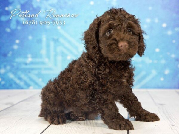 Cock A Poo-DOG-Female-Chocolate-21721-Petland Kennesaw, Georgia