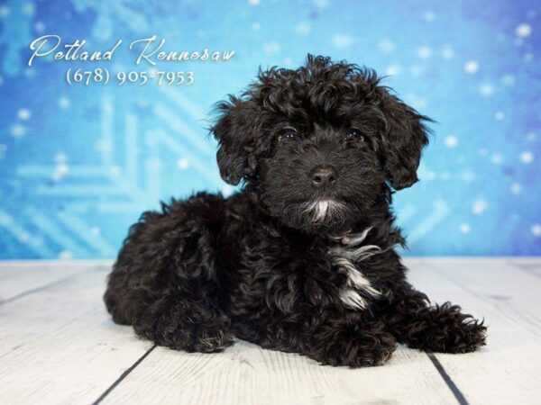 Cavapoo DOG Female Black 21738 Petland Kennesaw, Georgia