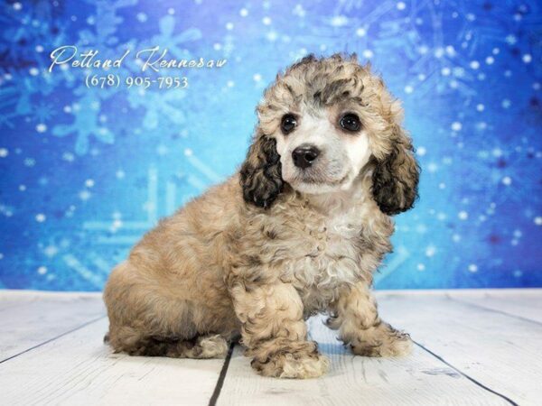 Poodle-DOG-Female-Brown-21782-Petland Kennesaw, Georgia