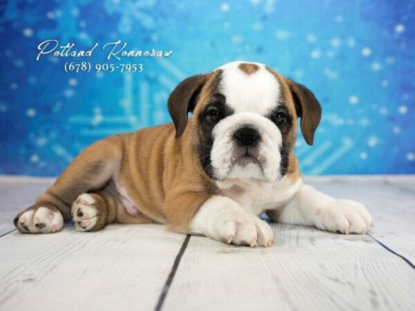 English Bulldog DOG Male Fawn White 21770 Petland Kennesaw, Georgia