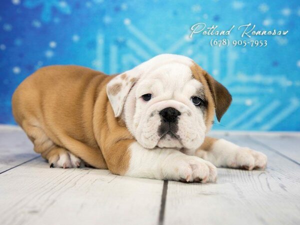 English Bulldog DOG Male Fawn White 21766 Petland Kennesaw, Georgia