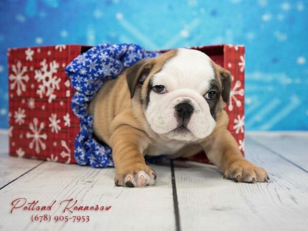 English Bulldog DOG Female Fawn White 21765 Petland Kennesaw, Georgia