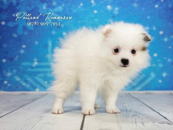 Pomeranian DOG Female Sable White 21763 Petland Kennesaw, Georgia