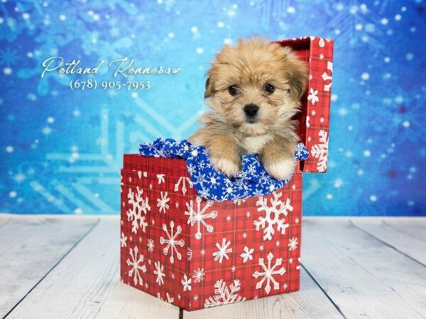 Shorkie-DOG-Female-BEIGE-21761-Petland Kennesaw, Georgia