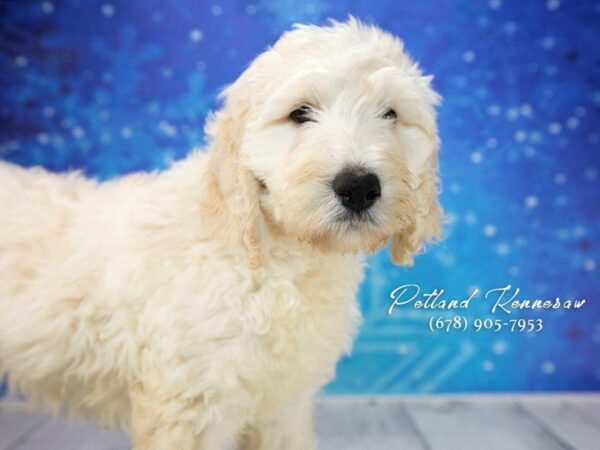 Labradoodle-DOG-Female-Cream-21723-Petland Kennesaw, Georgia