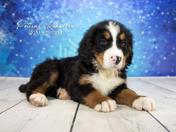 Bernese Mountain Dog DOG Male Tri 21767 Petland Kennesaw, Georgia