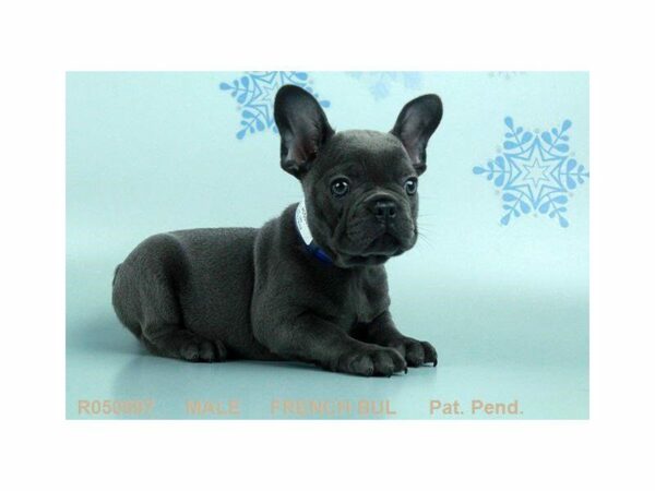 French Bulldog DOG Male FN 21787 Petland Kennesaw, Georgia