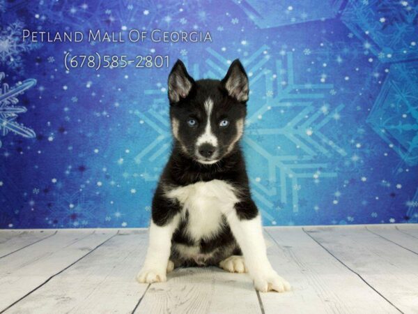 Pomsky DOG Male BLK & TN:WH MKGS 1092 Petland Kennesaw, Georgia