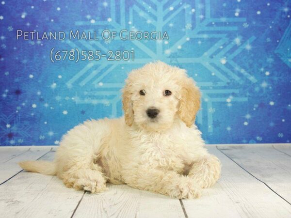 Miniature Goldendoodle DOG Male LT GLDN 1089 Petland Kennesaw, Georgia