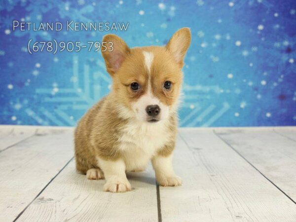 Pembroke Welsh Corgi-DOG-Male-Tri-Colored-21848-Petland Kennesaw, Georgia