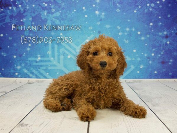 Cockapoo-DOG-Female-chlt-21844-Petland Kennesaw, Georgia