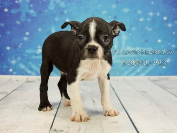 Boston Terrier DOG Male Black / White 21838 Petland Kennesaw, Georgia