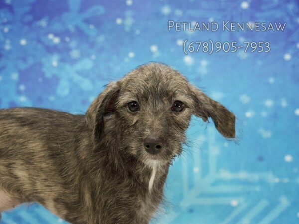 Schnoodle DOG Female Brindle 21833 Petland Kennesaw, Georgia