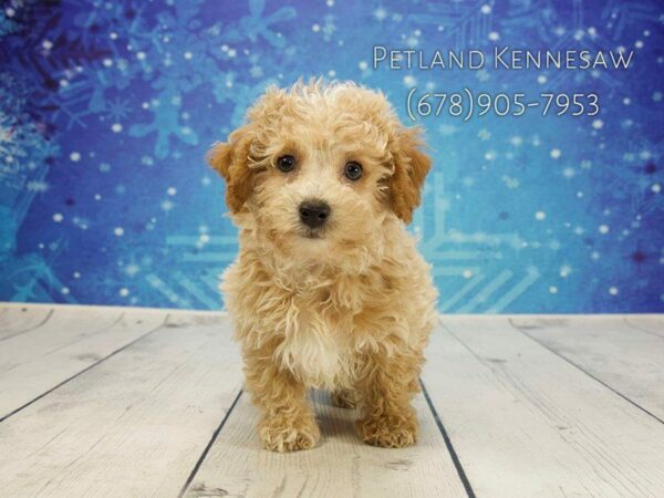 Maltipoo DOG Male Cream / White 21831 Petland Kennesaw, Georgia