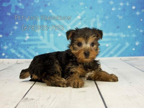 Yorkshire Terrier DOG Female Black Tan 21818 Petland Kennesaw, Georgia