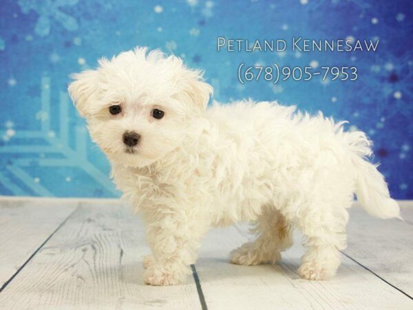 Maltese DOG Female WHITE 21816 Petland Kennesaw, Georgia