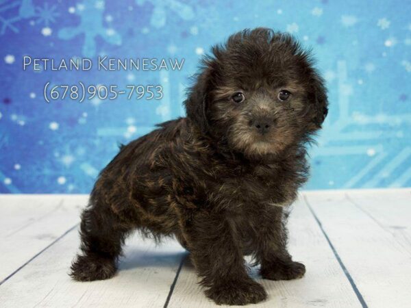 Shorkie-DOG-Female-Black-21785-Petland Kennesaw, Georgia