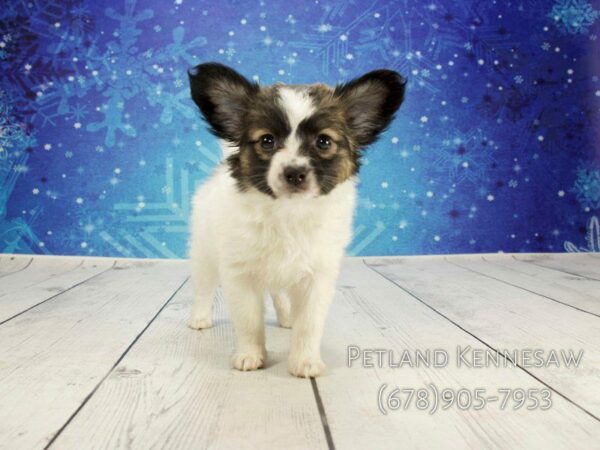 Papillon-DOG-Female-SABLE WHITE-21809-Petland Kennesaw, Georgia