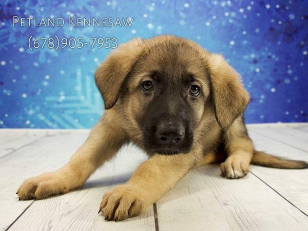 German Shepherd DOG Male Sable 21808 Petland Kennesaw, Georgia