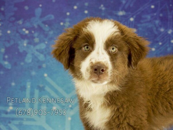 Australian Shepherd DOG Female RD:WH MKGS 21800 Petland Kennesaw, Georgia