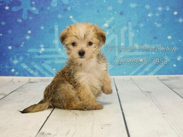 Morkie DOG Male GLD 21798 Petland Kennesaw, Georgia