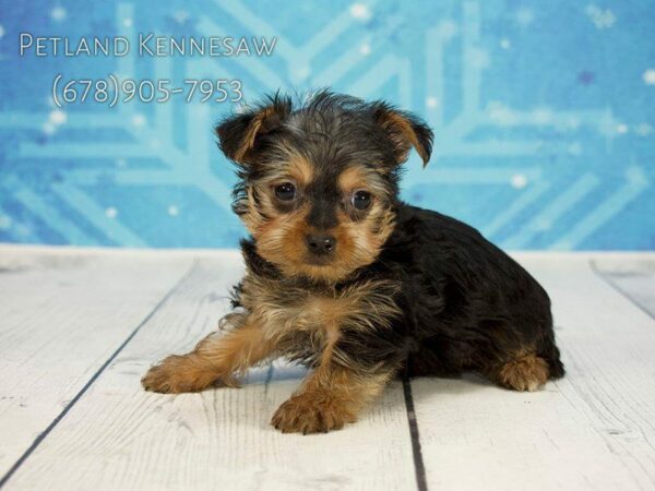 Yorkshire Terrier DOG Male BLK & TN 21796 Petland Kennesaw, Georgia