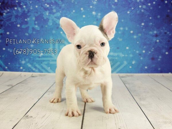 French Bulldog DOG Male GR & WH:PBLD 21793 Petland Kennesaw, Georgia