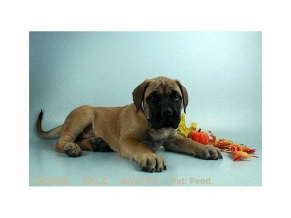 English Mastiff DOG Male FN:BLK MSK 21788 Petland Kennesaw, Georgia