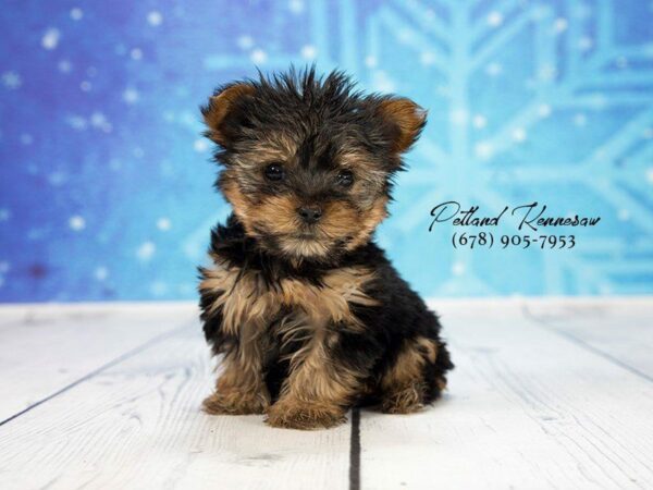 Yorkshire Terrier DOG Male Black / Tan 21886 Petland Kennesaw, Georgia