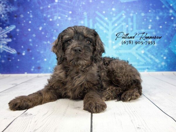 Miniature Goldendoodle-DOG-Male-Blue Merle-21878-Petland Kennesaw, Georgia