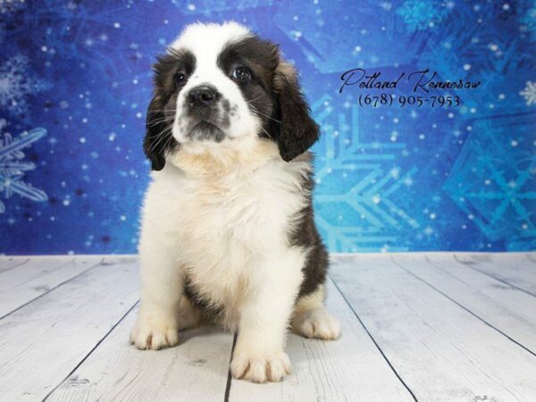 Saint Bernard DOG Female Brown / White 21872 Petland Kennesaw, Georgia