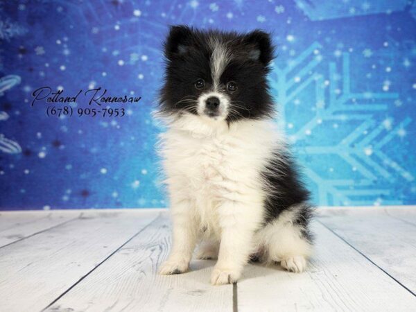 Pomeranian DOG Female blk-wh 21871 Petland Kennesaw, Georgia